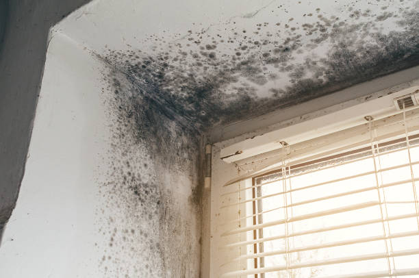 Affordable Mold Remediation solutions in Jacksonville, IL
